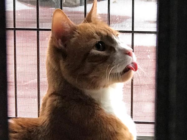 /Images/uploads/Cat Welfare Association/catwelfare2019calendarcontest/entries/6927thumb.jpg